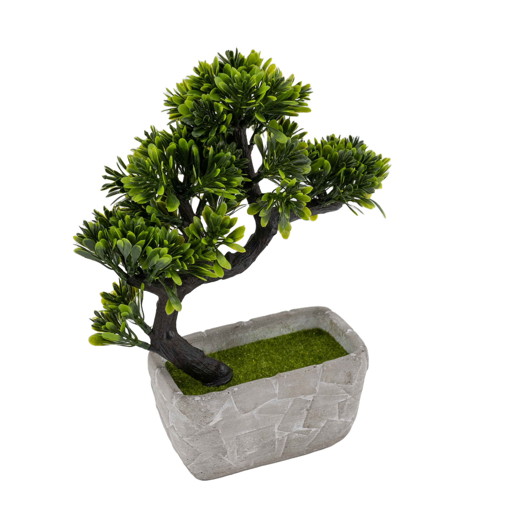 Bonsai im Topf